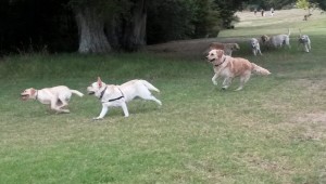 Labs leading the chase